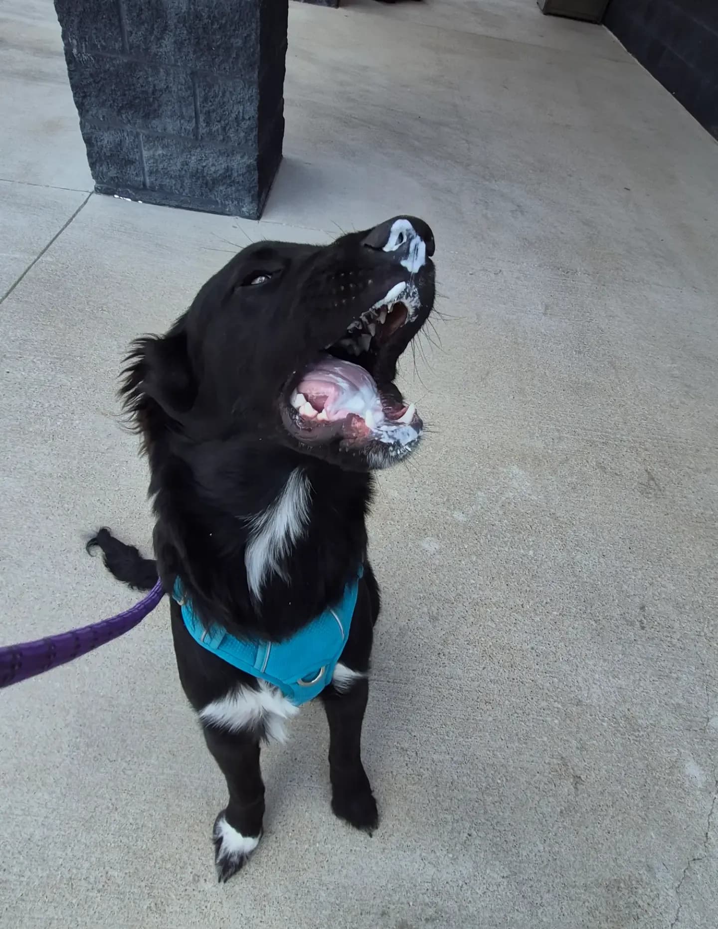 Rosita image