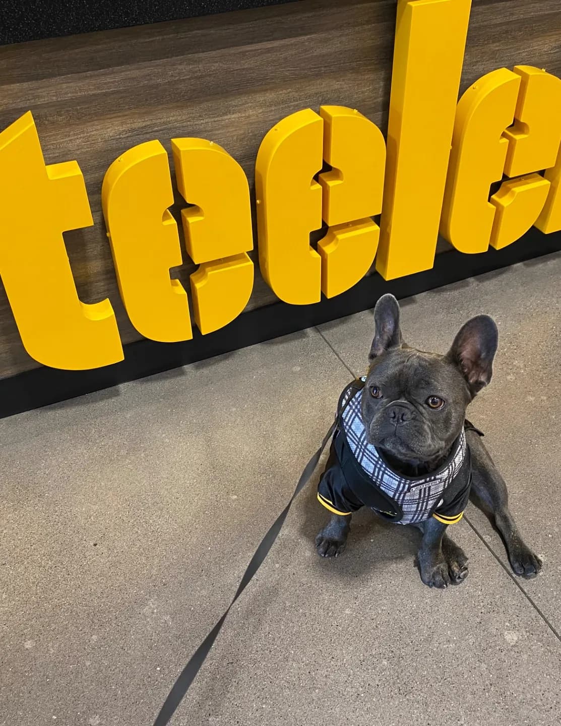 Gusthebluebrindle image