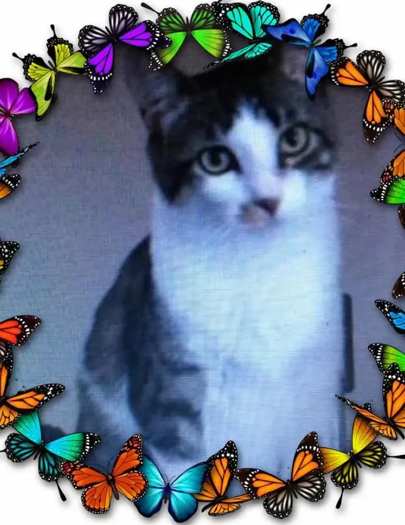 Maryj  image