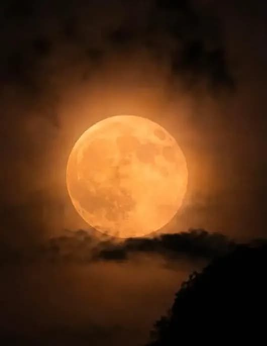 Sharon Moore Poetic Evolution image